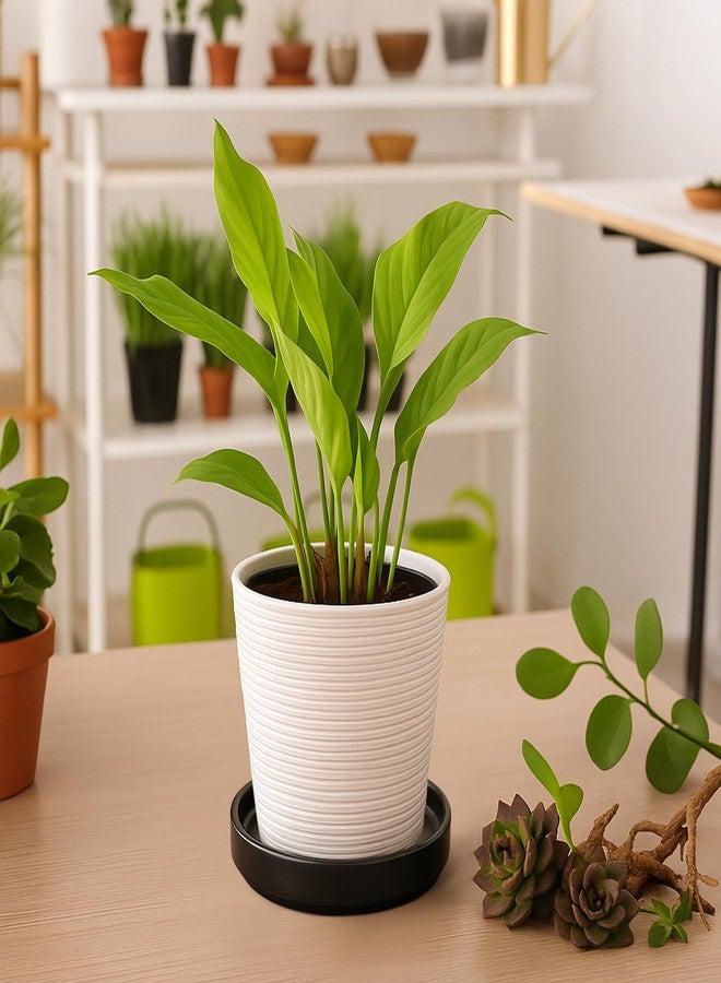 D'vine Dev Modern Round 5.4 Inch Ceramic Plant Pot Saucer, Planter Pot Drainage Tray for Indoor Plants, Matte Black, 97-T-B-2 - Image 5